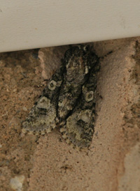 Grote's Sallow